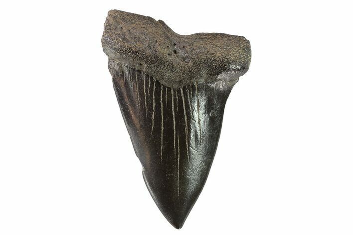 Huge, Fossil Mako Shark Tooth - Georgia #75105